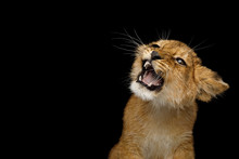 Portrait Of Lion Cub With Grin Face Hissing Isolated On Black Background