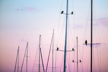 Birds Resting On Sailboat Masts At Dusk