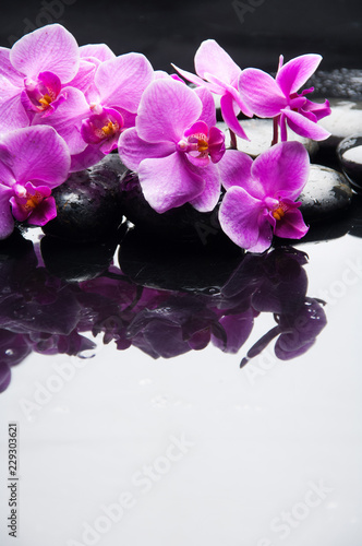 Fotografering Lying on branch pink orchid with black stones on wet pebbles