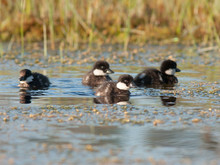 Little Ducks In A Pond
