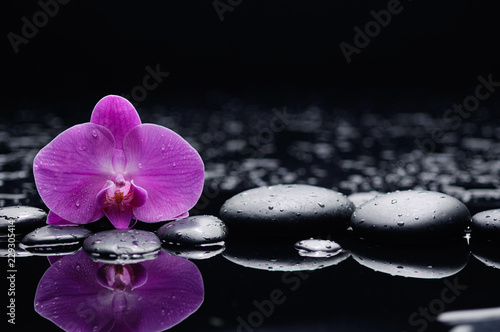 Leinwand Poster Macro of orchid on wet black stones