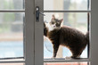 © Gillian Vann/Stocksy - cat at glass door trying to get in