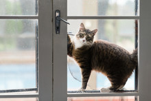 Cat At Glass Door Trying To Get In