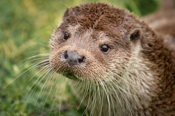 Aufkleber - A very close portrait of the face of an otter. It is taken from a slightly higher angle and the animal is looking up