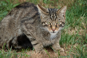 Aufkleber - A close up study of a scottish wildcat T.he animal is crouched and staring directly forward