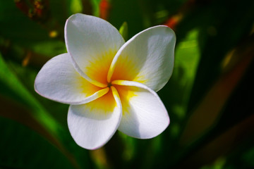 Wall Mural - Plumeria