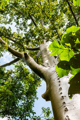 Canvas Print - Big tree in Phu Sang national park