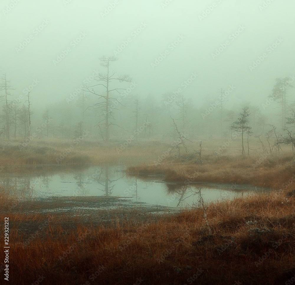 autumn misty swamp - obrazy, fototapety, plakaty 