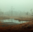 autumn misty swamp