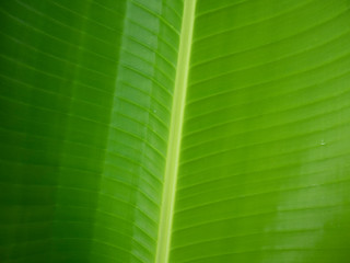 green banana leaf