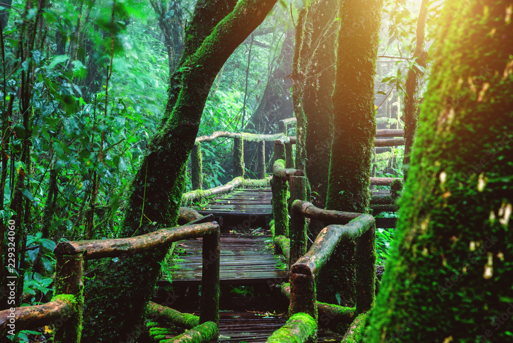 Trees and forests In the range Rain forest Green moss and wooden bridge ...