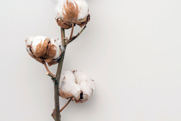 Dried white fluffy cotton flower on white background, close up, copy space, top view