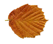 Alder Brown Leaf Isolated On White.