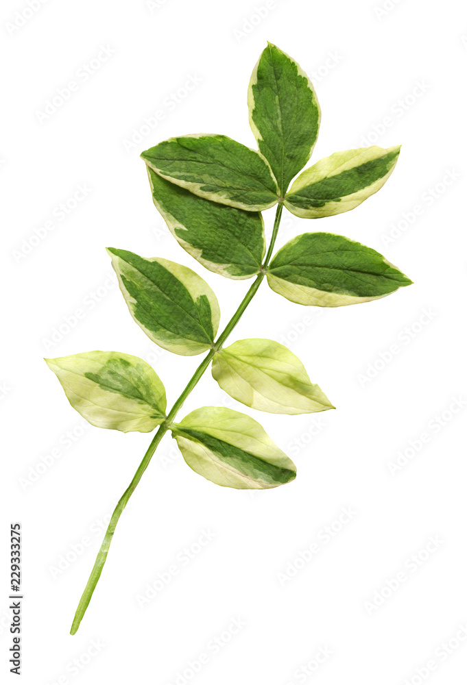 Polemonium reptans  plant isolated - obrazy, fototapety, plakaty 