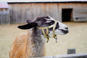 portrait of a llama