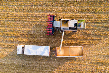 Canvas Print - Corn harvest