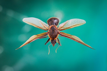 brazilian insect -this insects is very common in brazilian savannah.