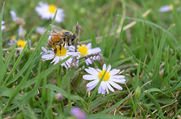 pollination