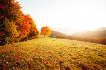 Awesome image of the autumn beech tree.