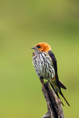 Canvas Print - The lesser striped swallow (Cecropis abyssinica) sitting on the branch. Swallow with green background.African swallov on the branch with green background.