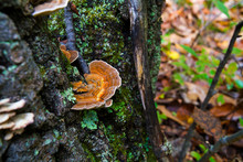 Medicinal Mushrooms, The Turkey Tail Fungus