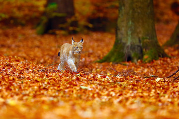 Poster - The Eurasian lynx (Lynx lynx), also known as the European lynx or Siberian lynx in autumn colors.