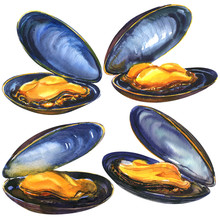 Appetizing Four Fresh Sea Blue Mussels, Set Sea Food Isolated, Hand Drawn Watercolor Illustration On White Background
