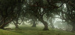 Panoramic view of fairy trees in the misty forest with copy space