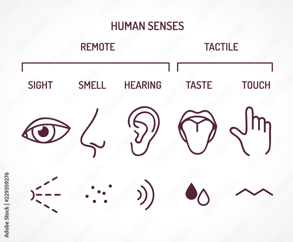 Five basic human senses Stock Vector | Adobe Stock