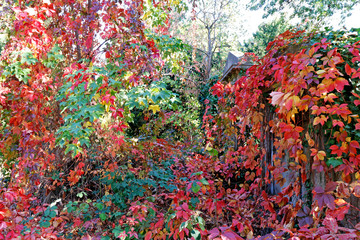 Wall Mural - Goldener Herbst