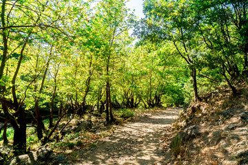 Poster - River and Waterfall Among Forest