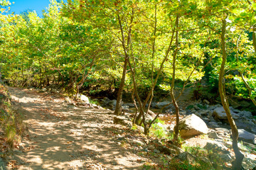 Poster - River and Waterfall Among Forest