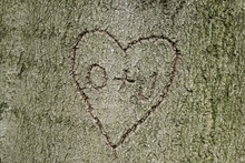 Heart Shape Love Symbol With Intials Carved Into Tree Bark
