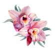 Two wonderful pink orchids. Hand drawn watercolor