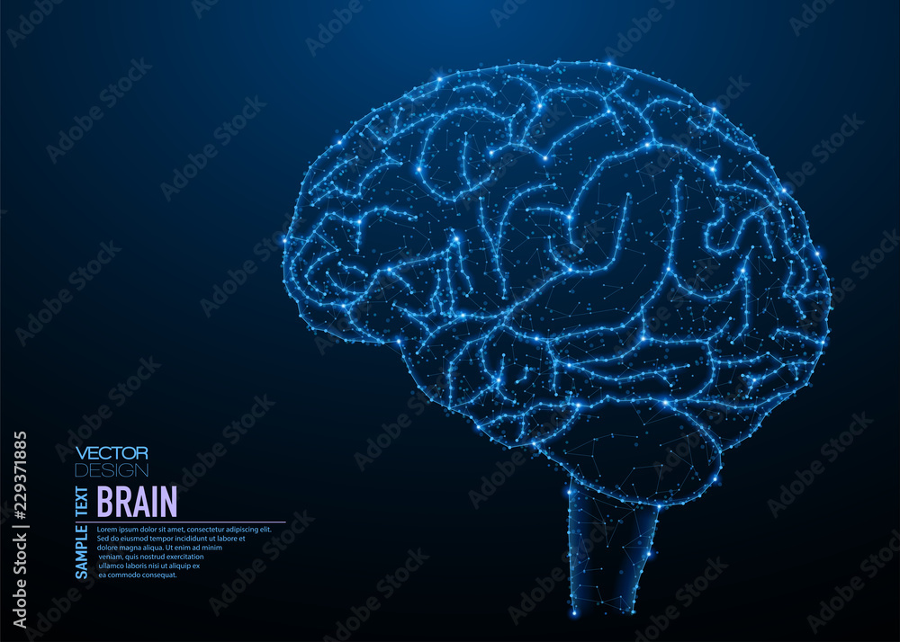 Human brain structure Stock Vector | Adobe Stock
