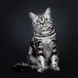 Expressive black silver tabby blotched British Shorthair cat sitting facing front, looking straight at camera with green eyes, isolated on black background