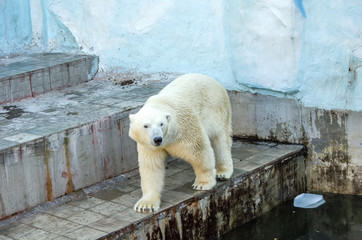 Beautiful white bear walks in an aviary at the zoo