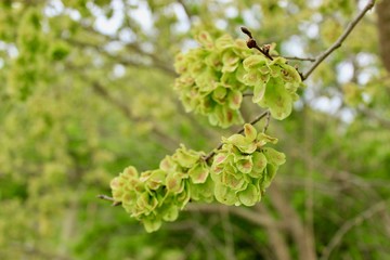 Wall Mural - branch of a tree in spring