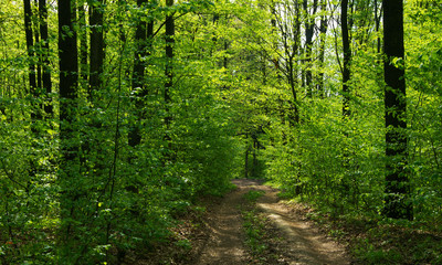 Naklejka na meble Forest trees. nature green wood sunlight backgrounds