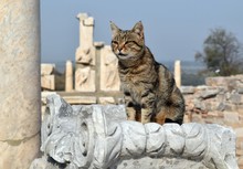  A Grey Cat On An Antique Column. Efes. Izmir. Turkey