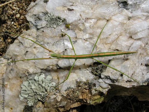 Fotografía Spanish Stick Insect walking on a white stone