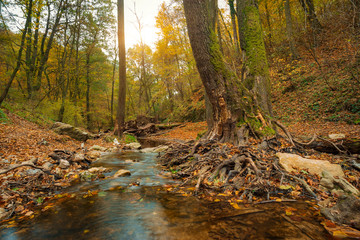 Sticker - Flowing stream in autumn forest