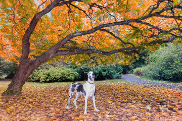 Wall Mural - Beautiful harlequin great dane dog  in autumn under colorful branch.