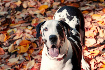 beautiful harlequin great dane dog in autumn close portrait with colorful leaves.