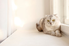 Cute Scottish Fold Breed Cat With Yellow Eyes Lying By The Window At Home, Sunny Day View. Soft Fluffy Purebred Short Hair Lop-eared Kitty On Windowsill. Background, Copy Space, Close Up.