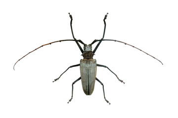 Poster - beetle Barocera hercules