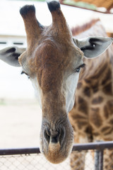 giraffe in zoo