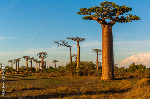 Fotografía Beautiful Baobab trees at sunset at the avenue of the baobabs in Madagascar