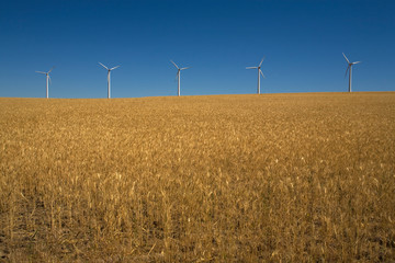 wind turbines in field of wheat