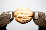Fototapeta  - walnut in a vice closeup on white background